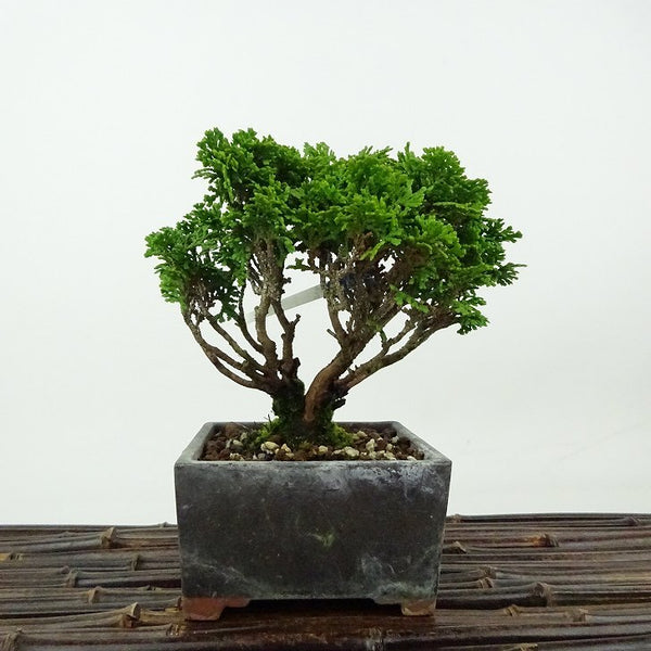 盆栽 桧 津山桧 樹高 約13cm つやまひのき Chamaecyparis obtusa ツヤマヒノキ ヒノキ科 常緑樹 観賞用 小品 m1198412153