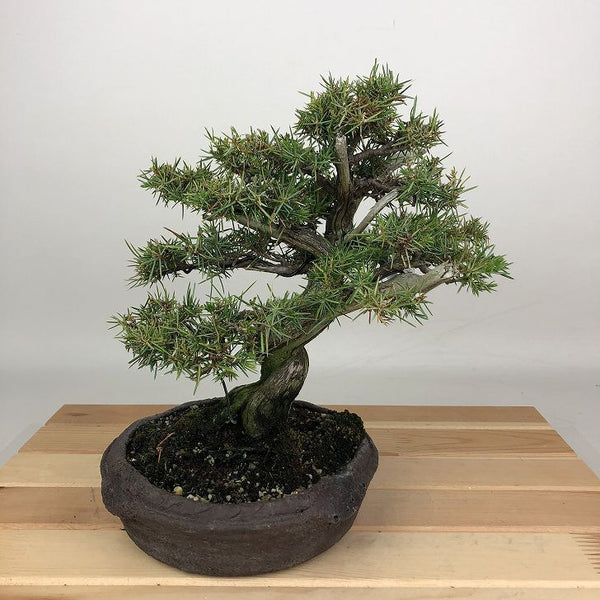 盆栽 杜松 樹高 約20cm としょう Juniperus rigida トショウ ヒノキ科 常緑針葉樹 観賞用 小品 u1198422988