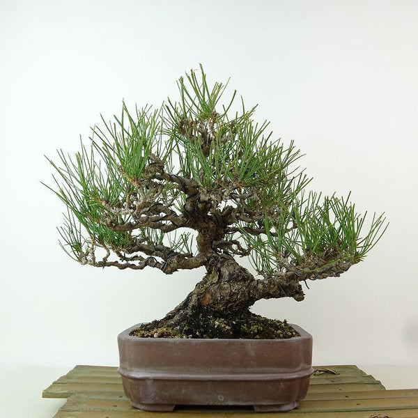 盆栽 松 赤松 樹高 約21cm あかまつ Pinus densiflora アカマツ red pine マツ科 常緑樹 観賞用 c1198408673
