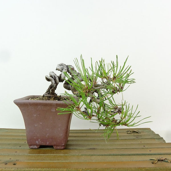 盆栽 松 赤松 樹高 上下 約11cm あかまつ Pinus densiflora アカマツ red pine マツ科 常緑樹 観賞用 小品 p1198409896