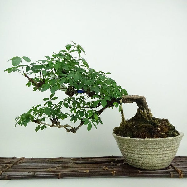 盆栽 木通 樹高 約23cm あけび Akebia quinata アケビ 白 根上 つる性 アケビ科 落葉樹 観賞用 h1198425922