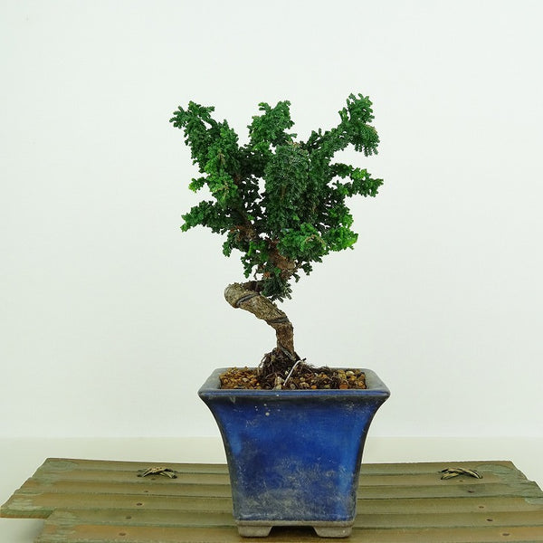 盆栽 桧 石化桧 樹高 約15cm せっかひのき Chamaecyparis obtusa セッカヒノキ ヒノキ科 常緑樹 観賞用 小品 c1198406093