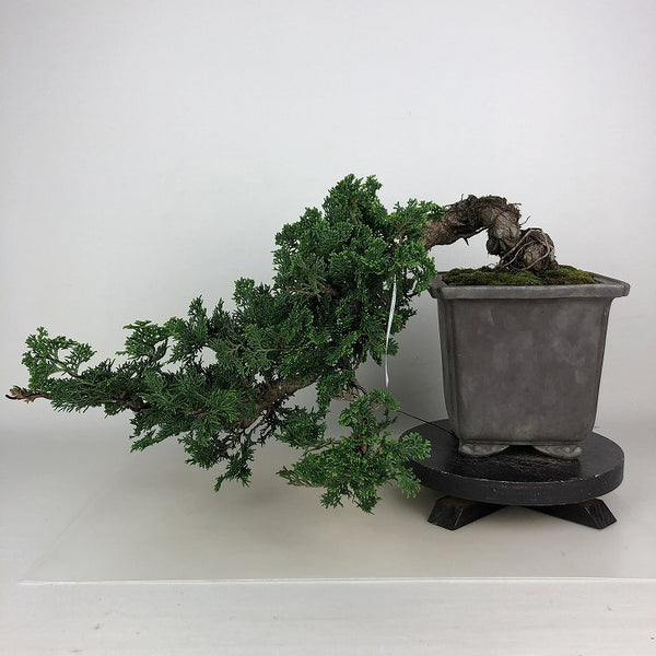 盆栽 桧 津山桧 樹高 上下 約28cm つやまひのき Chamaecyparis obtusa ツヤマヒノキ 懸崖 ヒノキ科 常緑樹 観賞用 k1198412614
