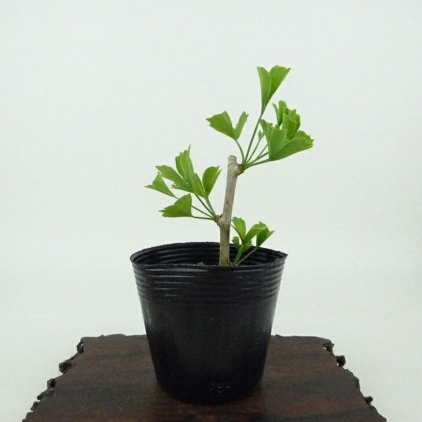 盆栽 銀杏 樹高 約9cm いちょう Ginkgo biloba イチョウ 紅葉 イチョウ科 落葉樹 観賞用 小品 p1198422154