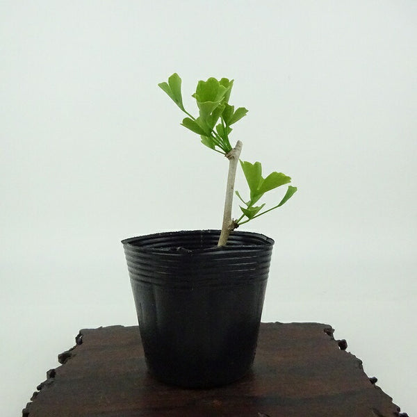 盆栽 銀杏 樹高 約9cm いちょう Ginkgo biloba イチョウ 紅葉 イチョウ科 落葉樹 観賞用 小品 e1198409997