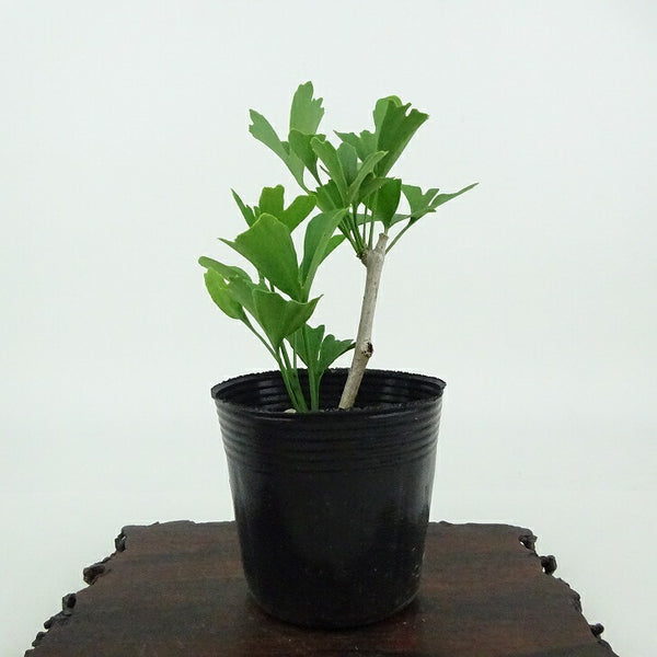 盆栽 銀杏 樹高 約10cm いちょう Ginkgo biloba イチョウ 紅葉 イチョウ科 落葉樹 観賞用 小品 j1198416659