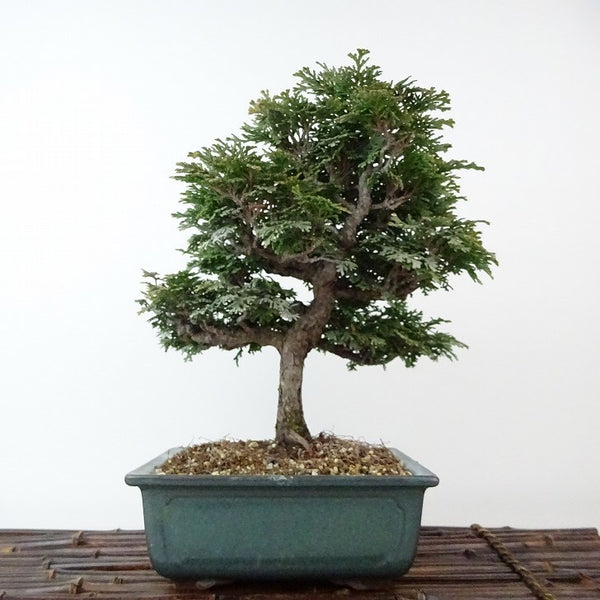盆栽 桧 津山桧 樹高 約22cm つやまひのき Chamaecyparis obtusa ツヤマヒノキ ヒノキ科 常緑樹 観賞用 x1198414909