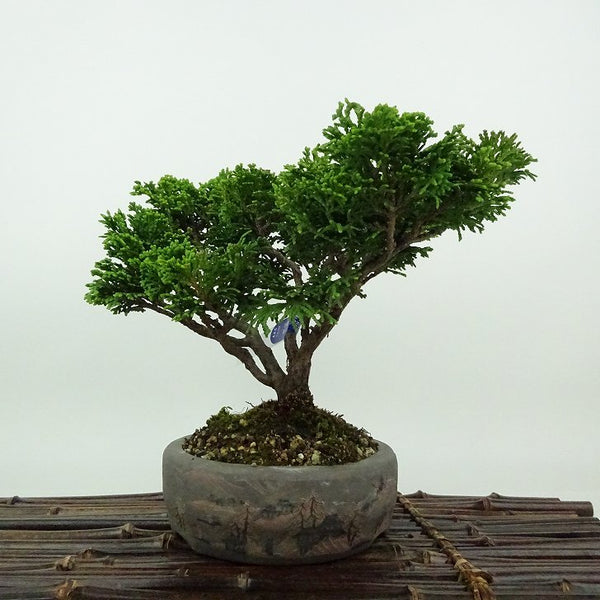 盆栽 桧 津山桧 樹高 約17cm つやまひのき Chamaecyparis obtusa ツヤマヒノキ ヒノキ科 常緑樹 観賞用 小品 q1198410099