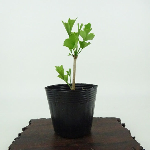 盆栽 銀杏 樹高 約10cm いちょう Ginkgo biloba イチョウ 紅葉 イチョウ科 落葉樹 観賞用 小品 k1198409070