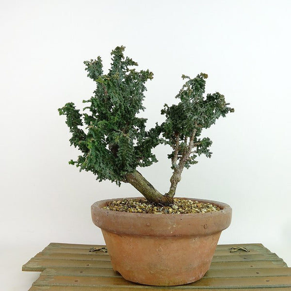 盆栽 桧 石化桧 樹高 約18cm せっかひのき Chamaecyparis obtusa セッカヒノキ ヒノキ科 常緑樹 観賞用 小品 m1198409615