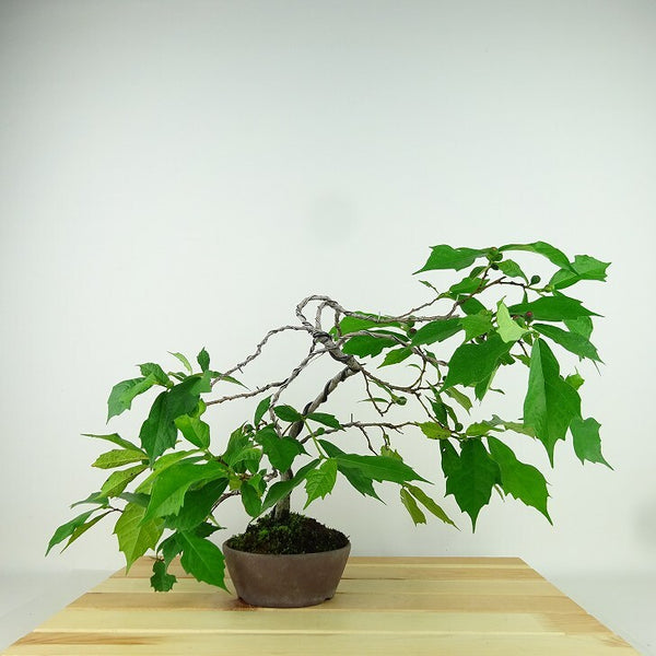 盆栽 犬枇杷 樹高 上下 約28cm いぬびわ Ficus erecta イヌビワ クワ科 イチジク属 落葉樹 観賞用 t1198414300