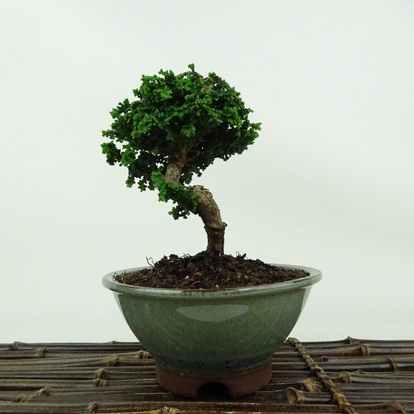 盆栽 桧 石化桧 樹高 約12cm せっかひのき Chamaecyparis obtusa セッカヒノキ ヒノキ科 常緑樹 観賞用 小品 v1198435591