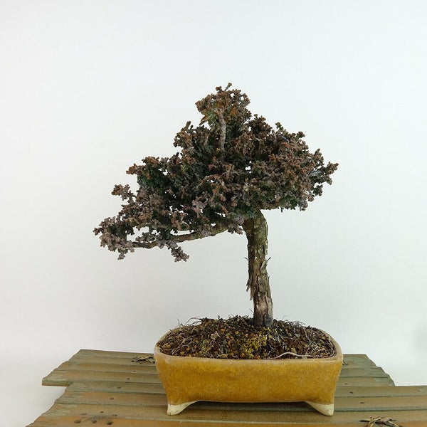 盆栽 桧 石化桧 樹高 約19cm せっかひのき Chamaecyparis obtusa セッカヒノキ ヒノキ科 常緑樹 観賞用 小品 l1198410425