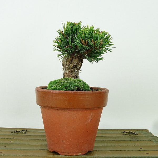 盆栽 松 五葉松 明星 樹高 約8cm ごようまつ Pinus parviflora ゴヨウマツ マツ科 常緑針葉樹 観賞用 小品 s1198411843
