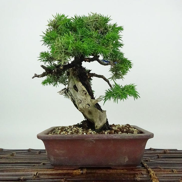 盆栽 松 杜松 樹高 約19cm としょう Juniperus rigida トショウ ジン シャリ ヒノキ科 常緑針葉樹 観賞用 小品 t1198413455