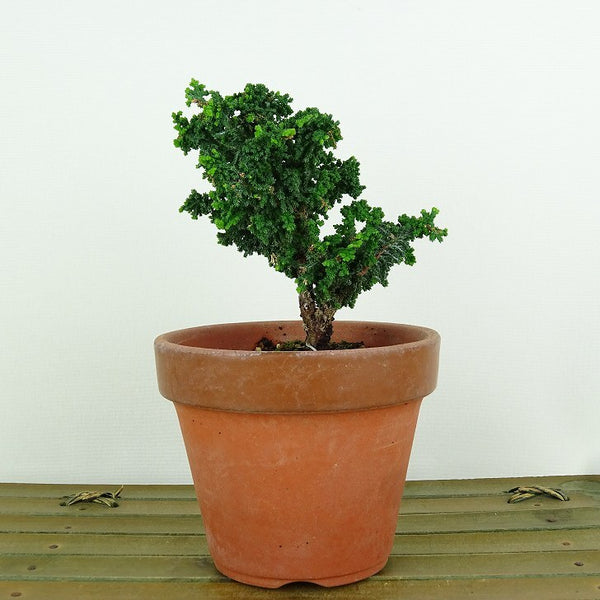 盆栽 桧 石化桧 樹高 約9cm せっかひのき Chamaecyparis obtusa セッカヒノキ ヒノキ科 常緑樹 観賞用 小品 r1198405735