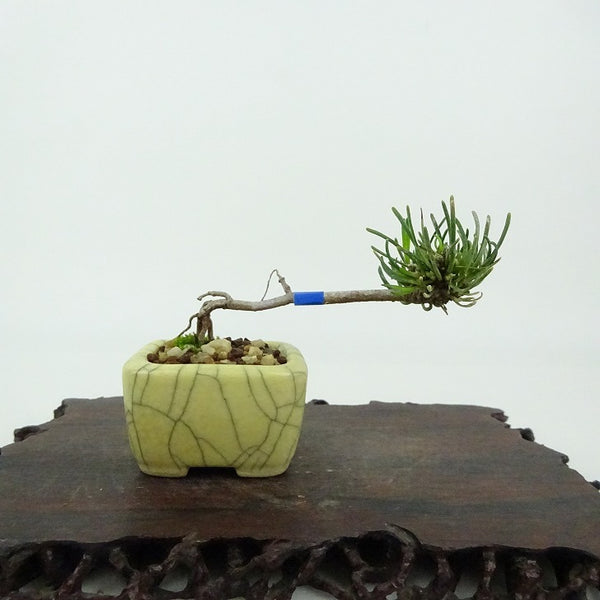 盆栽 松 這松 ミニ盆栽 樹高 約4cm はいまつ Pinus pumila ハイマツ マツ科 常緑針葉樹 観賞用 小品 g1198417184