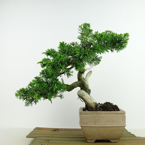 盆栽 真柏 樹高 約20cm しんぱく Juniperus chinensis シンパク “ジン シャリ” ヒノキ科 常緑樹 観賞用 小品 j1198410944