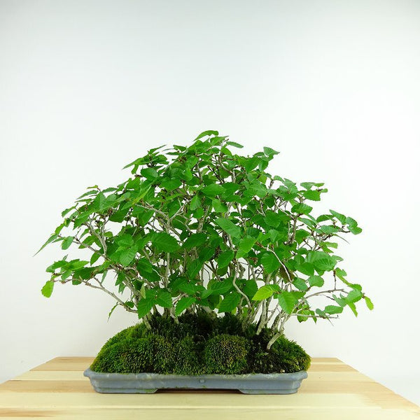 盆栽 岩四手 樹高 約24cm いわしで Carpinus turczaninovii イワシデ カバノキ科 落葉樹 観賞用 b1198421110