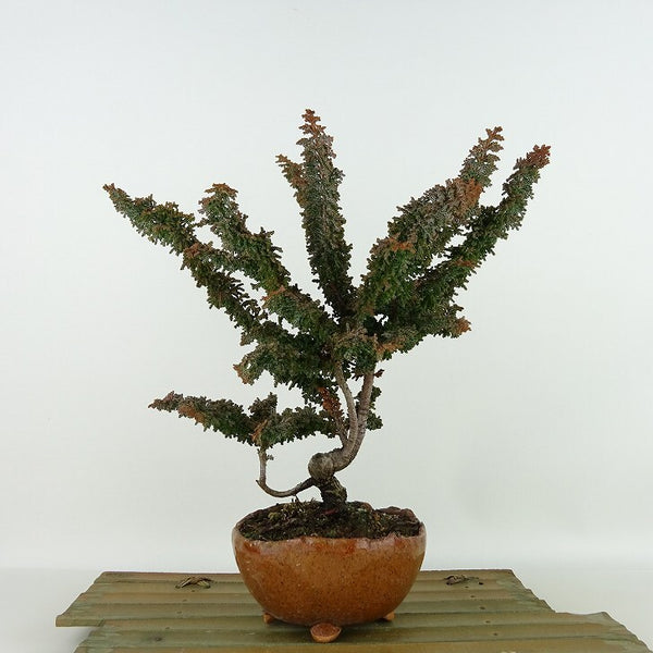 盆栽 桧 石化桧 樹高 約25cm せっかひのき Chamaecyparis obtusa セッカヒノキ ヒノキ科 常緑樹 観賞用 u1198424686