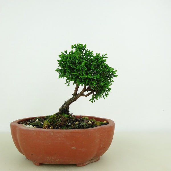 盆栽 桧 樹高 約9cm ひのき Chamaecyparis obtusa ヒノキ ヒノキ科 常緑樹 観賞用 小品 u1198429214