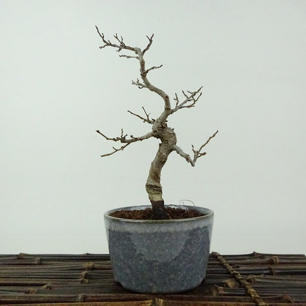 盆栽 岩四手 樹高 約15cm いわしで Carpinus turczaninovii イワシデ カバノキ科 落葉樹 観賞用 小品 h1198426616