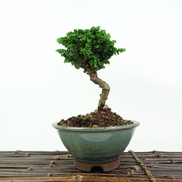 盆栽 桧 石化桧 樹高 約14cm せっかひのき Chamaecyparis obtusa セッカヒノキ ヒノキ科 常緑樹 観賞用 小品 o1198423076