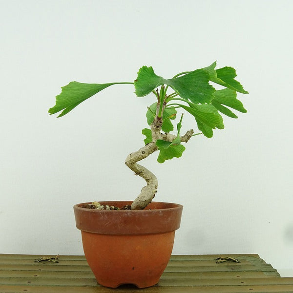 盆栽 銀杏 樹高 約11cm いちょう Ginkgo biloba イチョウ 紅葉 イチョウ科 落葉樹 観賞用 小品 f1198409040