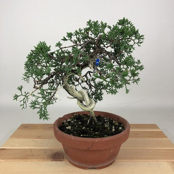 盆栽 真柏 紀州 樹高 約21cm しんぱく Juniperus chinensis シンパク ジン シャリヒノキ科 常緑樹 観賞用 p1198412738