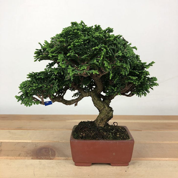 盆栽 桧 津山桧 樹高 約12cm つやまひのき Chamaecyparis obtusa ツヤマヒノキ ヒノキ科 常緑樹 観賞用 小品 r1198400847