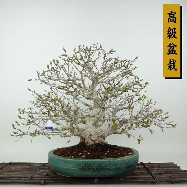 盆栽 岩四手 樹高 約31cm いわしで 高級盆栽 Carpinus turczaninovii イワシデ カバノキ科 落葉樹 観賞用 c1198405748