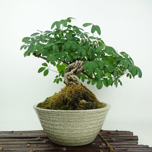 盆栽 木通 樹高 約22cm あけび Akebia quinata アケビ 白 根上 つる性 アケビ科 落葉樹 観賞用 q1198411244