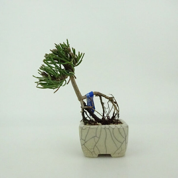 盆栽 松 這松 ミニ盆栽 樹高 約7cm はいまつ Pinus pumila ハイマツ マツ科 常緑針葉樹 観賞用 小品 r1198406030