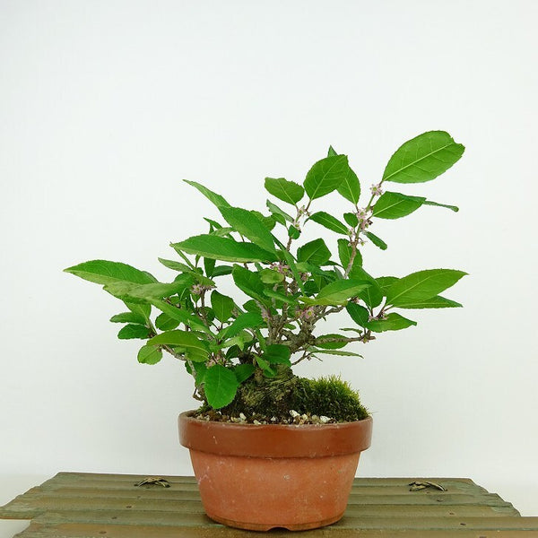 盆栽 梅擬 樹高 約14cm うめもどき Ilex serrata ウメモドキ モチノキ科 落葉樹 観賞用 小品 l1198412011