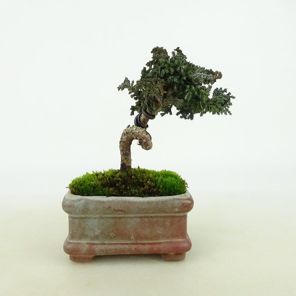 盆栽 桧 石化桧 樹高 約8cm せっかひのき Chamaecyparis obtusa セッカヒノキ ヒノキ科 常緑樹 観賞用 小品 v1198443051