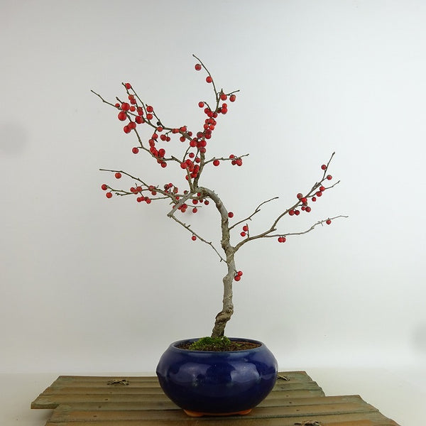 盆栽 梅擬 樹高 約29cm うめもどき Ilex serrata ウメモドキ 実物 モチノキ科 落葉樹 観賞用 1198410150
