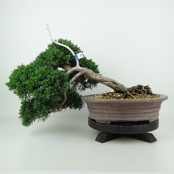 盆栽 真柏 樹高 上下 約28cm しんぱく Juniperus chinensis シンパク ジン ヒノキ科 常緑樹 観賞用 f1198408936
