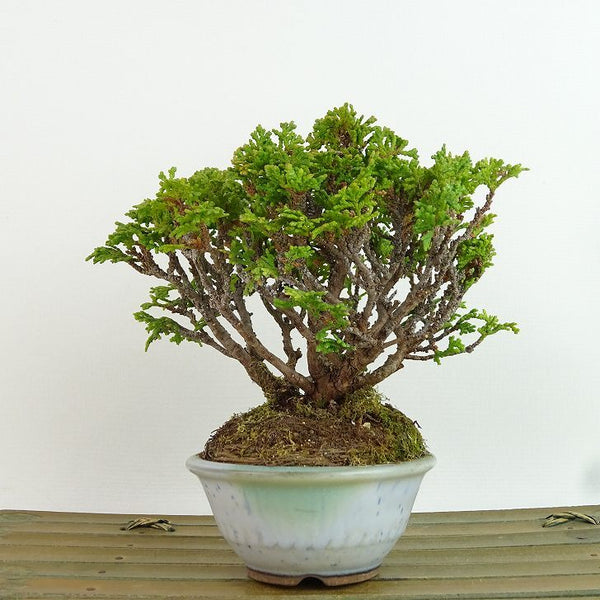 盆栽 桧 津山桧 樹高 約13cm つやまひのき Chamaecyparis obtusa ツヤマヒノキ ヒノキ科 常緑樹 観賞用 小品 c1198404839