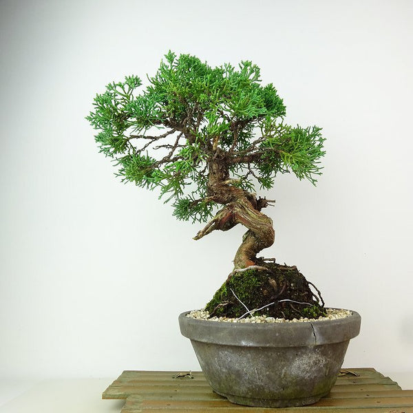 盆栽 真柏 樹高 約27cm しんぱく Juniperus chinensis シンパク “ジン シャリ” ヒノキ科 常緑樹 観賞用 o1198428517