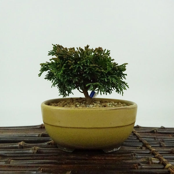 盆栽 桧 連山桧 樹高 約7cm ひのき Chamaecyparis obtuse ヒノキ ヒノキ科 常緑樹 観賞用 小品 r1198406329