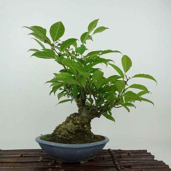 盆栽 梅擬 樹高 約26cm うめもどき Ilex serrata ウメモドキ モチノキ科 落葉樹 観賞用 t1198411864