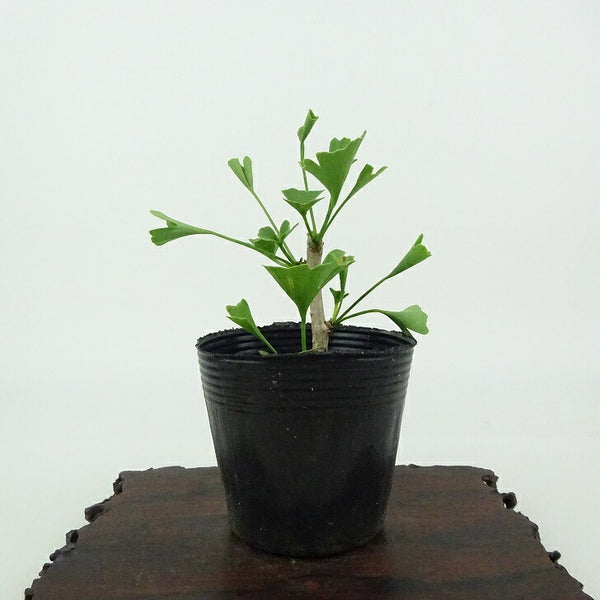 盆栽 銀杏 樹高 約8cm いちょう Ginkgo biloba イチョウ 紅葉 イチョウ科 落葉樹 観賞用 小品 b1198419722