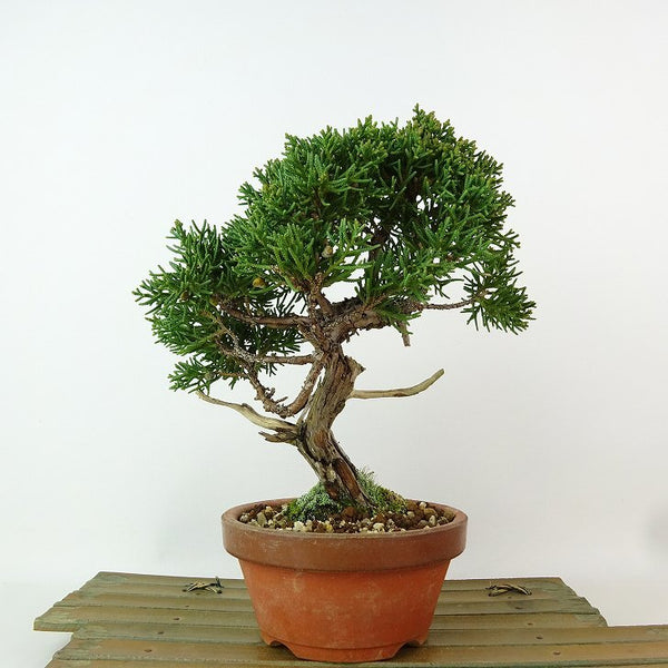 盆栽 真柏 樹高 約19cm しんぱく Juniperus chinensis シンパク ジン シャリ ヒノキ科 常緑樹 観賞用 小品 k1198413412