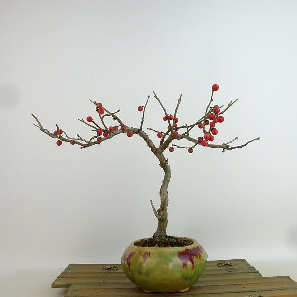 盆栽 梅擬 樹高 約21cm うめもどき Ilex serrata ウメモドキ 実物 モチノキ科 落葉樹 観賞用 l1198407832