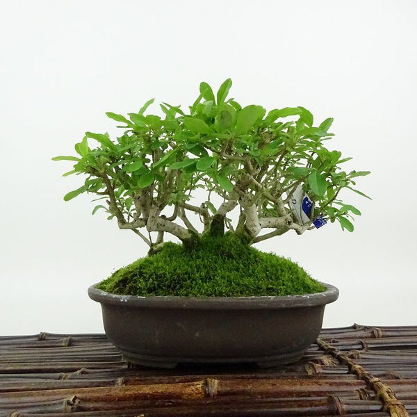 盆栽 水蝋樹 樹高 約12cm いぼたのき Ligustrum obtusifolium イボタノキ モクセイ科 イボタノキ属 落葉樹 観賞用 小品 n1198412163