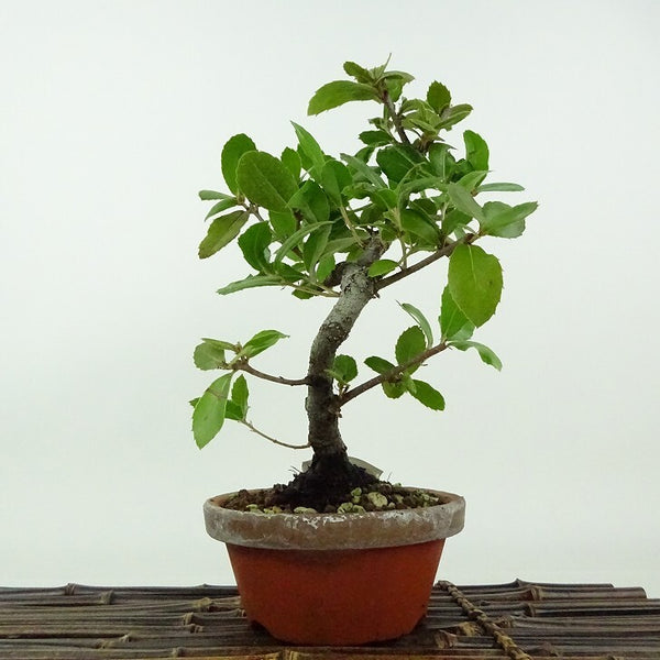盆栽 姥目樫 樹高 約23cm うばめがし Quercus phillyraeoides ウバメガシ ブナ科 コナラ属 表緑樹 観賞用 d1198427256