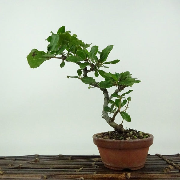 盆栽 姥目樫 樹高 約21cm うばめがし Quercus phillyraeoides ウバメガシ ブナ科 コナラ属 表緑樹 観賞用 j1198416660