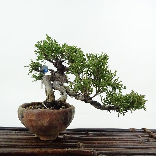盆栽 真柏 樹高 約10cm しんぱく Juniperus chinensis シンパク ヒノキ科 常緑樹 観賞用 小品 q1198409740
