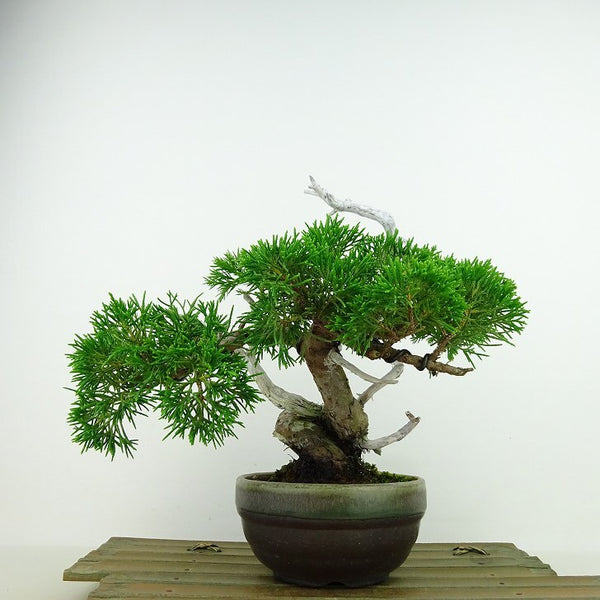 盆栽 真柏 樹高 約18cm しんぱく Juniperus chinensis シンパク ジン シャリ ヒノキ科 常緑樹 観賞用 小品 m1198412750