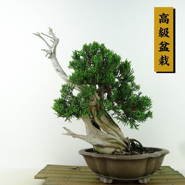 盆栽 真柏 樹高 約24cm しんぱく 高級盆栽 Juniperus chinensis シンパク “ジン シャリ” 山取り ヒノキ科 常緑樹 観賞用 j1198414468